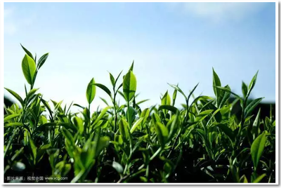诺尔重磅发布 全球唯一绿茶高分子吸水树脂亮相，茶叶废弃物迎来终极价值变现